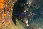 Zalophus californianus Otarie de Californie ambiance-La Paz Los Islotes-12m-20181025-Denis-ADER-DSC_0051_tn